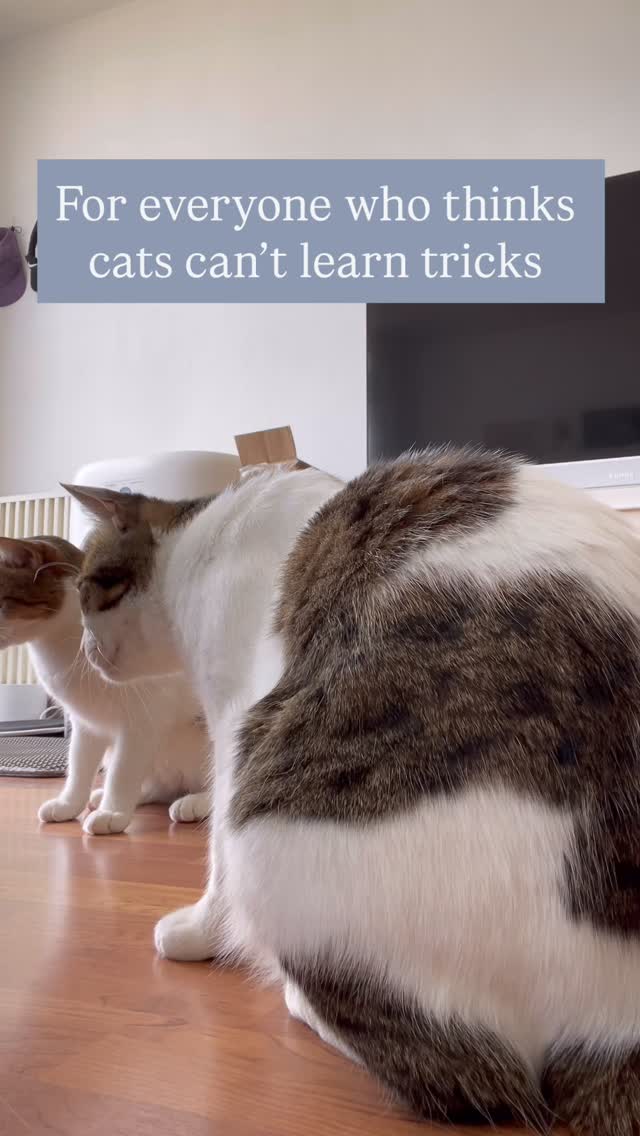 Who said cats can’t learn tricks?
This little star just proved everyone wrong with a perfect sit and paw shake!
Yes, cats can sit, give paw… and so much more !
When you book pet sitting with me, your furry friends get love and care and fun learning moments that keep their brains active 🐶🐱💡
Huge thanks to @basandboo for trusting me with theses amazing clients 💛
📩 Comment me to book your cat or dog’s next pet sitting adventure. They might just surprise you with their new skills 😉
#LondonPets #PetSittingLondon #DogTrainerLondon #CatTraining #CatsOfLondon #DogsOfLondon #PetCareLondon #LondonDogParents #LondonCatParents #PetSittingServices