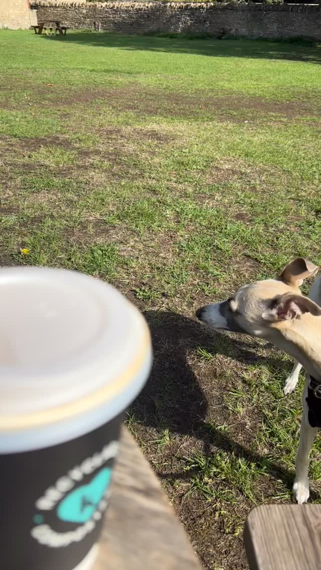 Walk number two of day here in lacock
#chailatte #whippet #walking #sunshine #dogwalks #mondaymorningmotivation #meandmywhippet #happymonday
