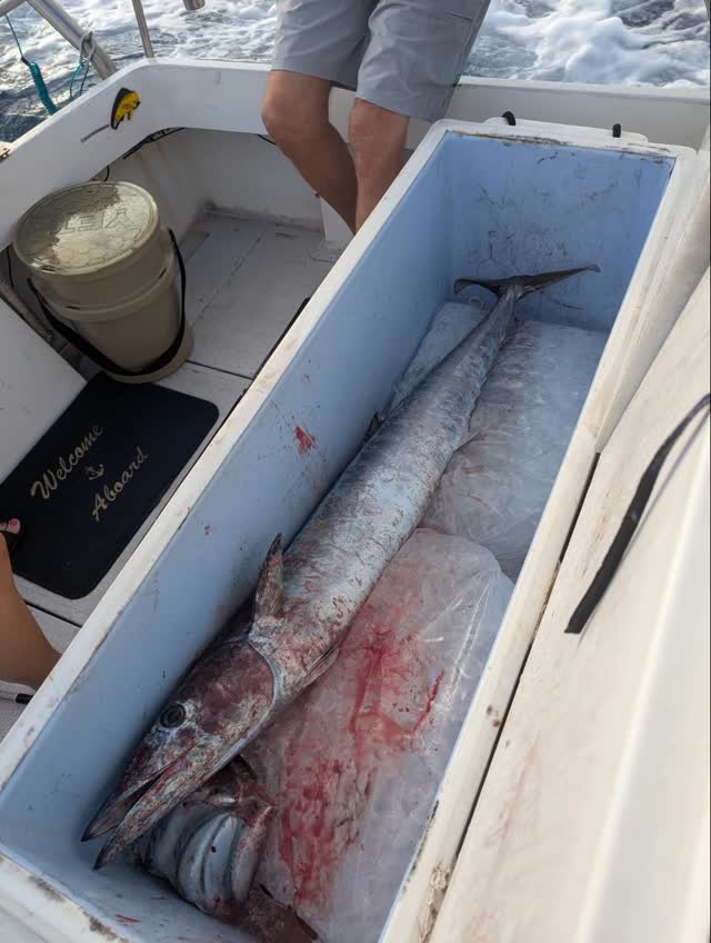 Think this ono thinks he's a striped marlin. Taking up the whole fish BOX!!! Caught on today's 1/2 day fishing charter!
For charters check out:
Gofishoahu.com
haleiwafishingcharter #stripedmarlin #ono #northshoreoahufishing #northshoreoahu #northshore #hawaiifishing #fuckthetaxman #oahufishing #oahu #lines #lures #rods #reels #bait #tackle #polebender #pelagicfishing #trolling #boattrip #bottomfishing #pelagic #freshfish #freshcatch #mahifishtacos #gofishoahu #luckylasshaleiwacharters