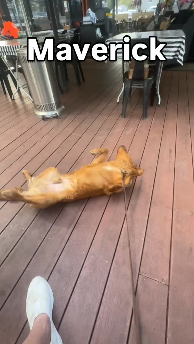 Just another day at Cafe63 with my goofy boy Maverick! 🐾 Rolling around like he owns the place while I’m just trying to sip my coffee. 😂🎶 Mr. Brightside playing in the background, but honestly, he’s the real star here! How can you resist that cuteness? ❤️ #MaverickVibes