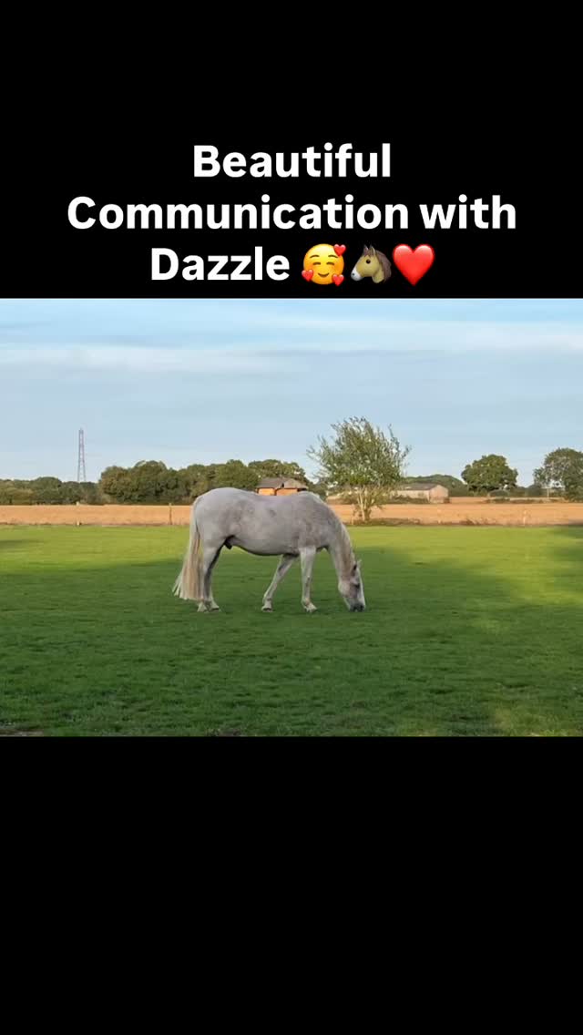 Love chatting with Dazzle & his beautiful humans 🥰 Watching the journey they’ve been on together—how they’ve learnt from one another, supported each other, and grown side by side—is so heartwarming to witness and feel. Three years ago, I never imagined I’d be doing this, back then, it felt like only a dream… but I guess I dreamt it into reality! ✨💫 #animalcommunication #horsesaremagical #loveandconnections