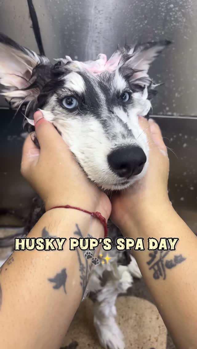 From messy to majestic 🐾✨ Grooming this little Husky baby was pure joy!
Would you say huskies are the fluffiest drama kings/queens? 👑🐺
#HuskyLove #DogGrooming #FluffyHusky #PuppyCare #PetSalon #HuskyPuppy #DogSpaDay #PetParents #DogTransformation #PetGrooming#mumbaipetslovers #trendingreels #petstudio #trendingaudio #trending
(Huskypups,huskies,trending,viral,grooming)
