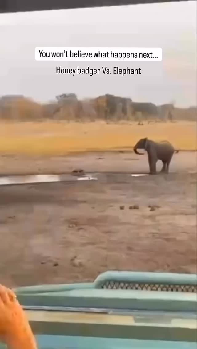 Extraordinary video captured by a guest at @amalindasafaricollection in Zimbabwe.
A fearless honey badger (as they are well known to be) boldly takes on an irritated elephant. The tenacity of this little creature is bordering the incomprehensible - especially after the final flying kick 😳.
What an incredible encounter!
📽️ @africansafarimag