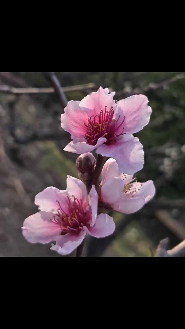 Our trees are dressed for spring — and Montagu is ready to welcome you! 🌸🌿
#KleinNektarMoments #BloomingSeason
#springflowers