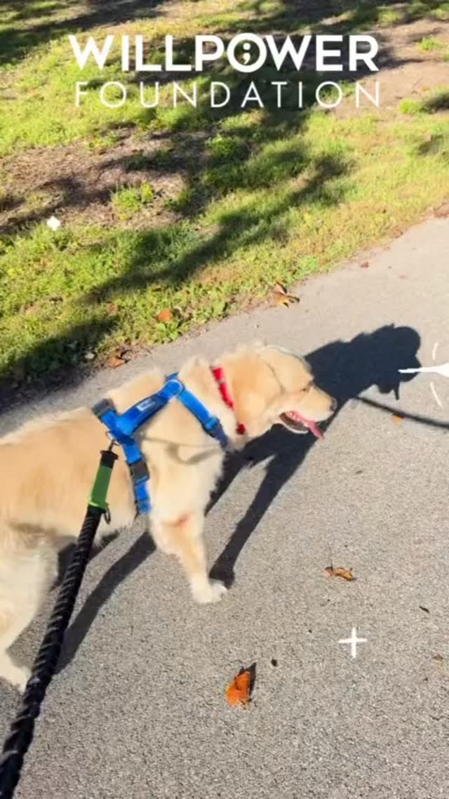 Register for the walk/run!
#willpowerfoundation