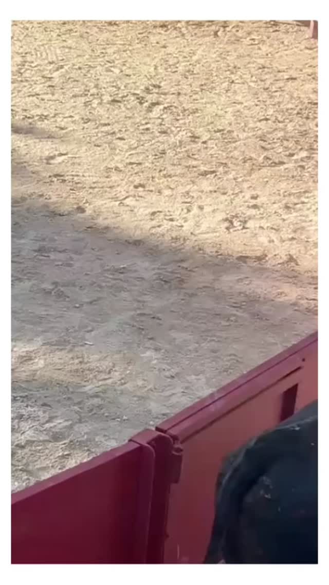 En voilà un beau projet !
Merci @berengere_bouscaren présidente du Club taurin le trident à Saint Genies des Mourgues, de nous avoir fait réaliser de si beaux trophées à remettre aux manadiers pour leurs taureaux, ainsi qu’aux raseteurs.
Un travail d’équipe avec @pr_menuiserie sans qui je n’aurais pas pu livrer aussi vite de si beaux objets.
Les trophées sont réalisés en cuirs et représentent le trident traditionnel.
Le socle est en chêne avec une gravure sur bois sur l’envers.
#trophee #clubtaurin #manade #maroquinier #surmesure