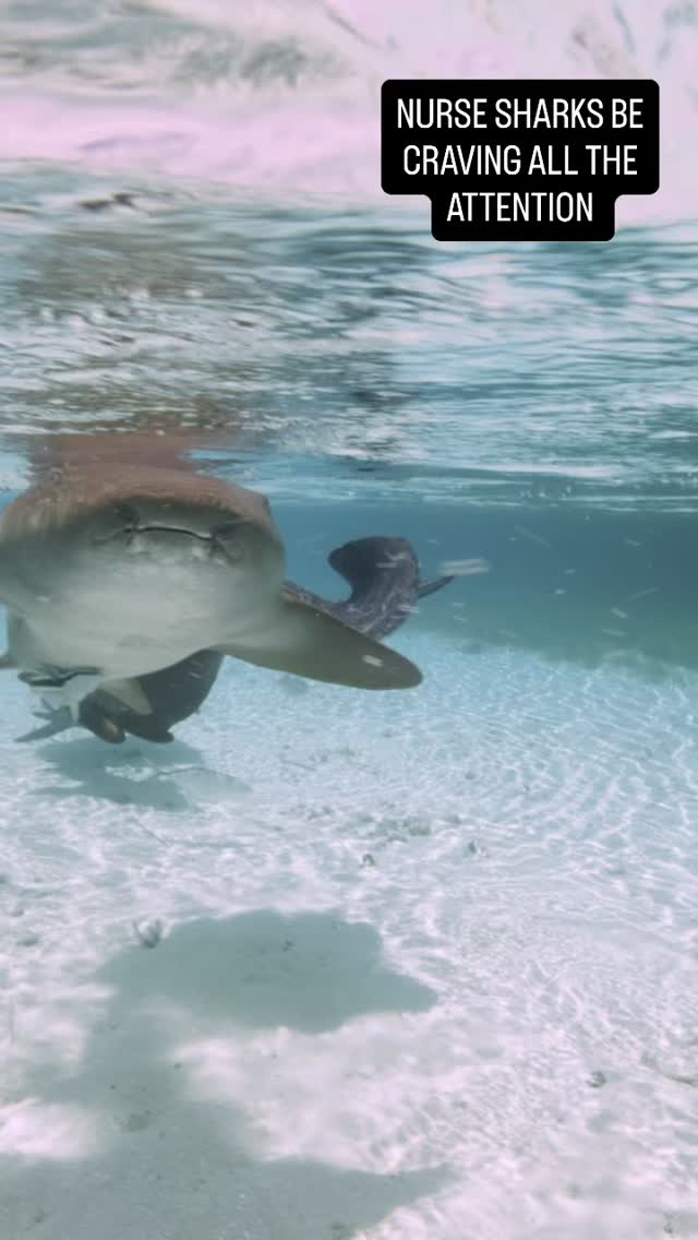 I LOVE THEM but sometimes they are TOO MUCH !!! Nurse sharks be craving all the attention and your snacks ! The number of shots I have been lining up and taken that have been completely boned by these lovable goofball puppy dogs ! You should never underestimate how much these sharks SUCK ! So are you a lover or a hater of Nurse sharks ? @biminiscubacenter @sharkeducation @seawilliams #nurse #nurse shark #shark #sharks #nurseshark #attention #boned #snorkelling #bahama #travel @biminisharkgirl