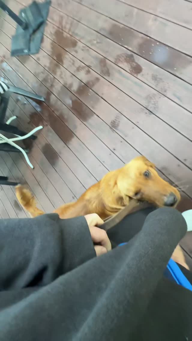 Maverick was a bit too curious the other day at the cafe if you remember from my last post, sniffing chairs and checking out everyone! 😂
So today, we hit up the cafe early, before anyone arrived for a quick five-minute training session. Walking around the space helped him get the hang of proper cafe etiquette.
Sometimes you gotta think outside the box with training—proof training in every environment is key!
I want people to compliment my dog’s behaviour and training every time I go out.
🐾✨ #CaféTraining #MaverickMoments
