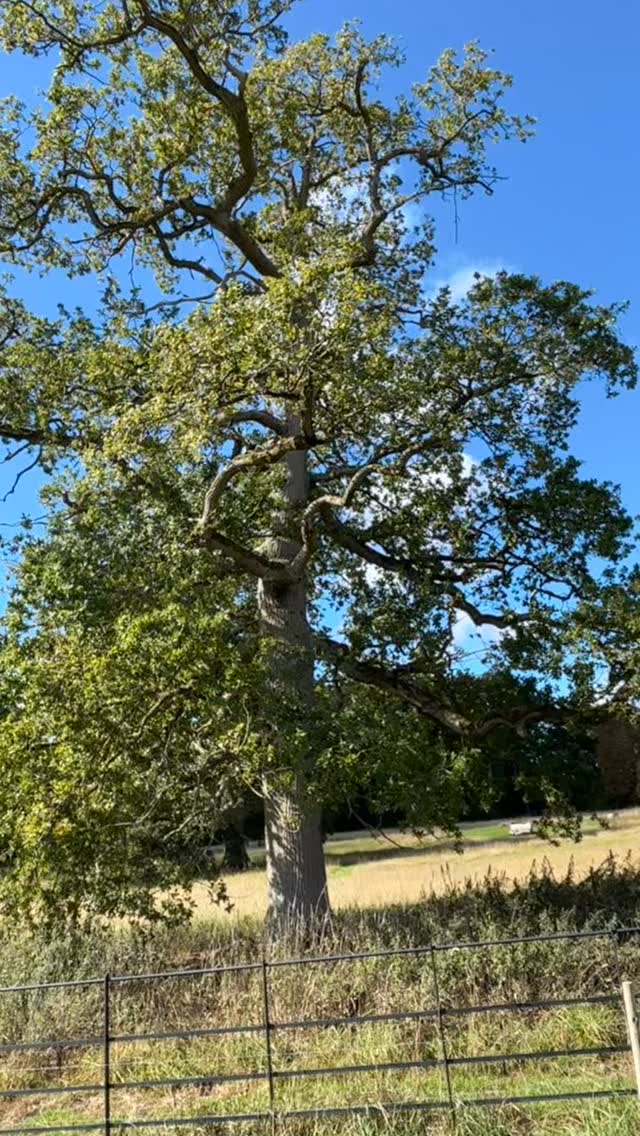 Some of this weeks walks and foraging
Hawthorn oxymel
Sloe gin
#forraging #hawthornberries #hearthealth #sloegin #nature #walkingwiltshire #sunshine #whippets #chailatte