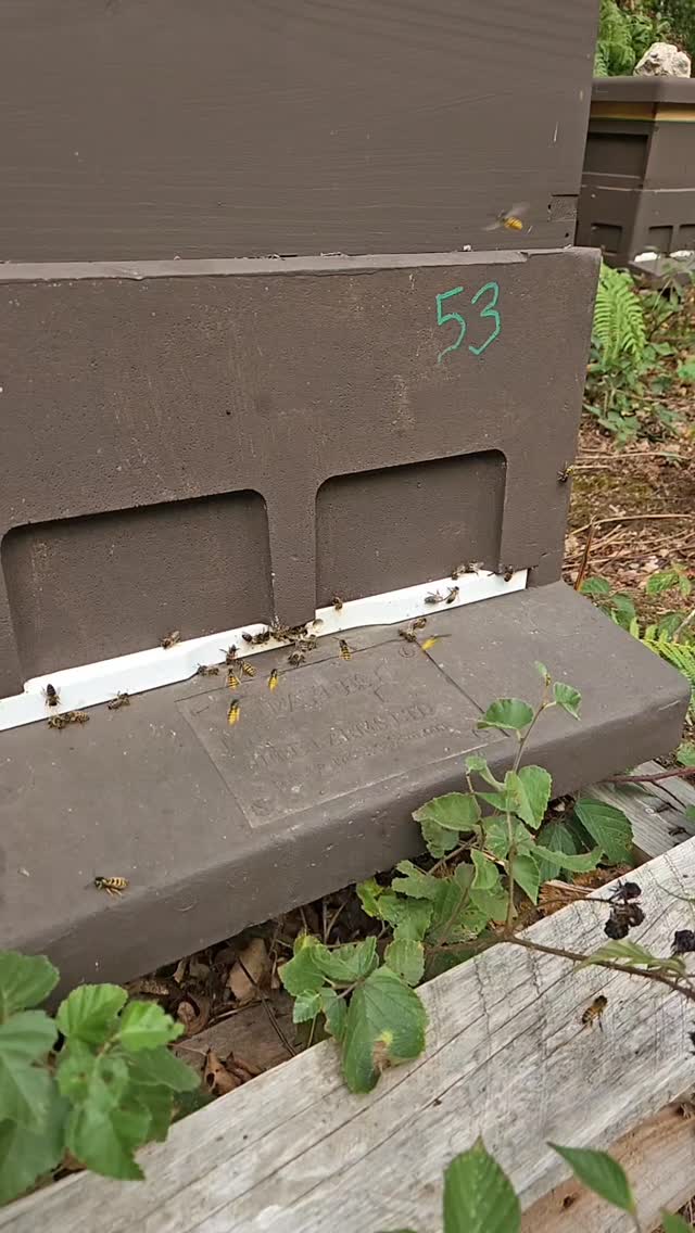 Wasps have taken on more than they can chew with this hive. Thankfully, even though they're on attack mode the colony is so strong they cant get through the door.
Annoying year for wasps!
#derwenthoney #bees #york #honey #yorksmallbusiness #eatlocal #beesforsale