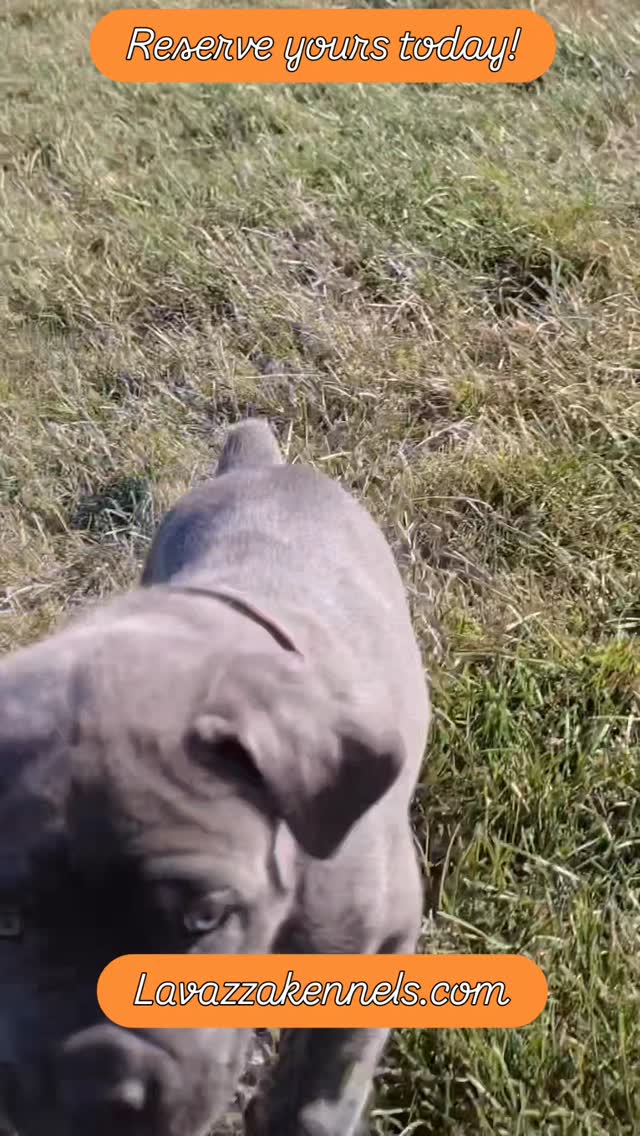 #canecorso #canecorsoofinstagram #canecorsofans #canecorsolife #canecorsolover #canecorsopuppy #canecorsoloversofinstagram #canecorsoitaliano #canecorsokennel #availablepuppies #canecorsopuppies #dogsofinstagram #rehoming #doglife #akcgrandchampion #dogoftheday #doggo #doggram #doggyeyes #cuteanimals #cutedogs #dogloversofinstagram #dogkennel #dogbreeder #akcshowdog #akcchampion #AKCshow #AKC