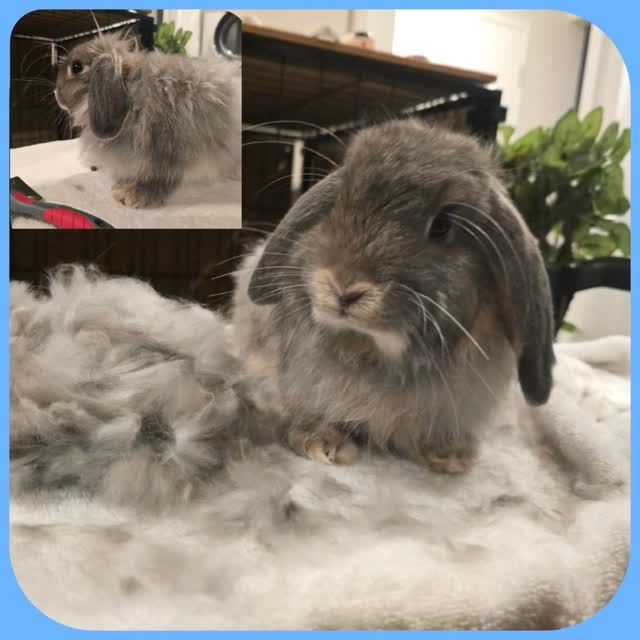 Time for a hair cut🐇✂️!!!!!!, Betty is groomed and ready to get back home!! You look soo beautiful 😍 🤩 👌
#thecoolbunnysitters #rabbitsitting #petsitting #bunnysitting #bunnylovers #bunny #rabbit #petcareservices #petcare #rabbit