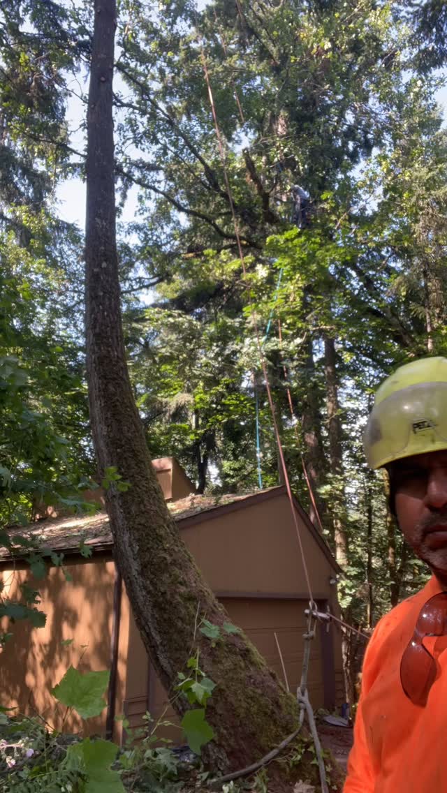Neighborโs tree leaning heavily over the house. Nothing a little geometry ๐, rigging and controlling gravity ๐ช canโt take care of. A and C Tree Service did an amazing job at taking this tree down with little room to work with and even less room for mistakes. Another 5 โญ๏ธ job. #lanecountytreeservice #experttreeclimbers #rigging #experttreeservice