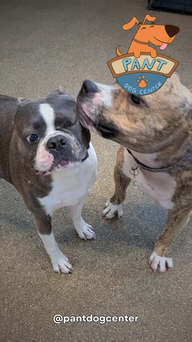 Every dog deserves a playdate that matches their vibe 🐾 That’s why Curated Playgroups at PANT bring together pups with similar energy, size, and play style — for safer, happier, and tail-wagging fun 🎾
#CuratedPlaygroups #DogDaycare2025 #PantDogCenter #HappyDogsDaily #SafeDogPlay #PuppyPlaytime