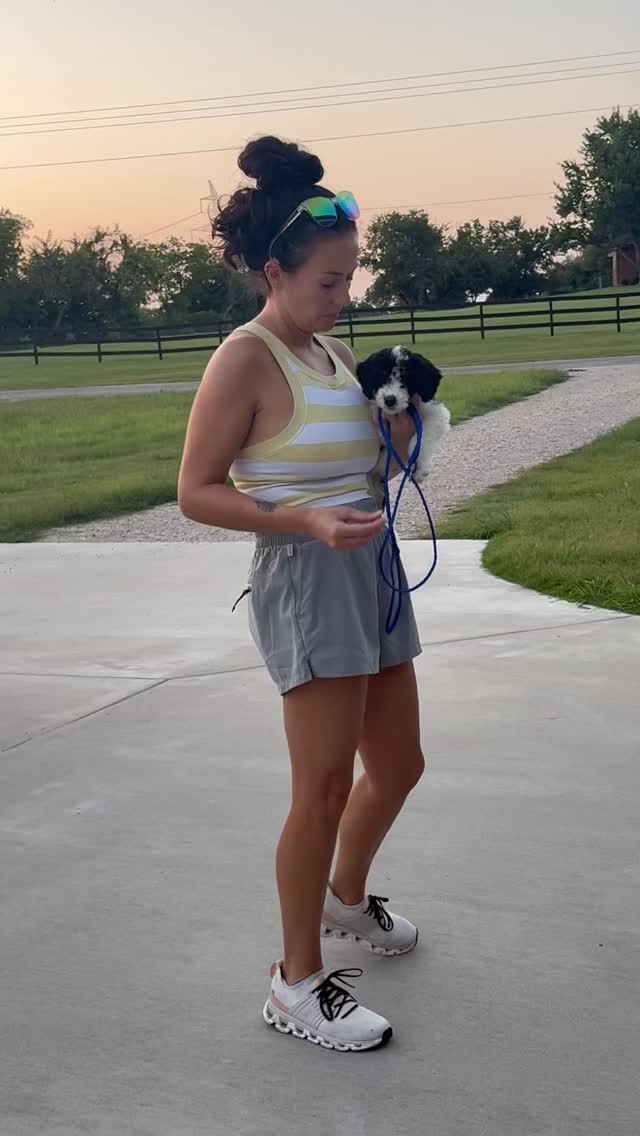 We put the work in so that you get a more trained & socialized puppy! But the work doesn’t stop with us. Once you adopt from Glory Doodles we equip you with tips and training resources to continue the journey once you get home!
#Bernedoodle #BernedoodlePuppy #BernedoodleBreeder #puppytraining #BernedoodlesOfInstagram #MiniBernedoodle #StandardBernedoodle #BernedoodleLovers #BernedoodlePuppiesForSale #TexasBernedoodles #DFWPuppies #BernedoodleUSA #PuppiesNearMe
#PuppyGram #InstaPuppy #DoodlePuppy #DoodleOfTheDay #Dogstagram #PuppyOfInstagram