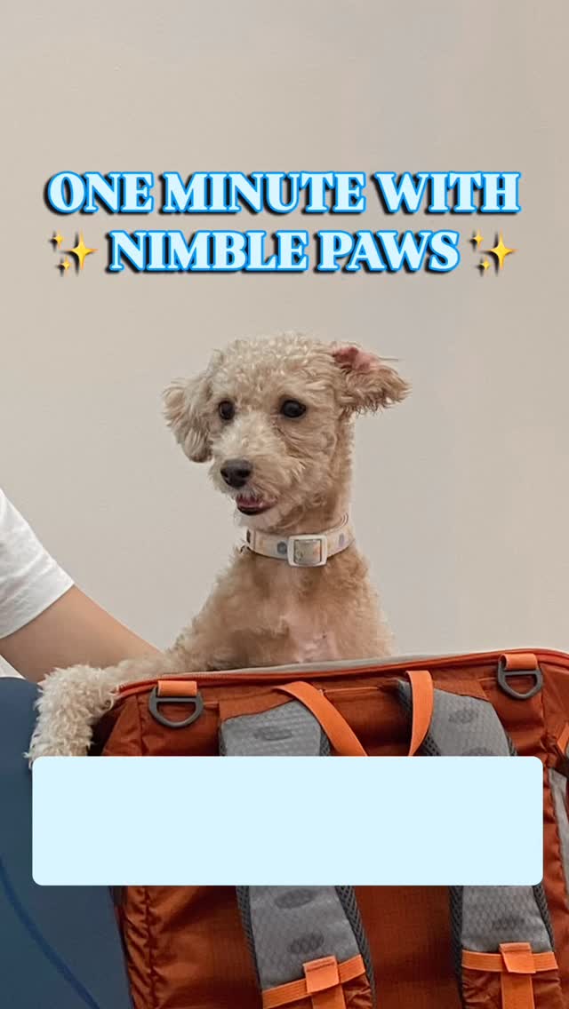 One Minute With Nimble Paws Episode 6
Splooting, swaybacks, east-west paws… owners often think these postures are “just normal.” But your dog’s posture and movement are windows into how their body is coping.
What looks cute or quirky can actually be an early clue of hip laxity, hind limb pain, or joint instability.
🐾 Posture and movement are the body’s first clues — spotting them early helps your dog stay comfortable, strong, and moving well.
💬 Not sure if your dog’s quirks are normal? Let’s chat!
👥 Know a friend whose dog does this too? Share this with them.
#OneMinuteWithNimblePaws #MovementMatters #CaninePhysiotherapy #DogRehab #PetWellness