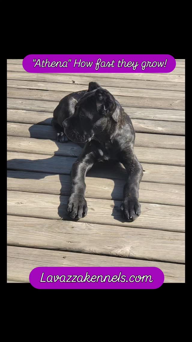 #canecorso #canecorsoofinstagram #canecorsofans #canecorsolife #canecorsolover #canecorsopuppy #canecorsoloversofinstagram #canecorsoitaliano #canecorsokennel #availablepuppies #canecorsopuppies #dogsofinstagram #rehoming #doglife #akcgrandchampion #dogoftheday #doggo #doggram #doggyeyes #cuteanimals #cutedogs #dogloversofinstagram #dogkennel #dogbreeder #akcshowdog #akcchampion #AKCshow #AKC