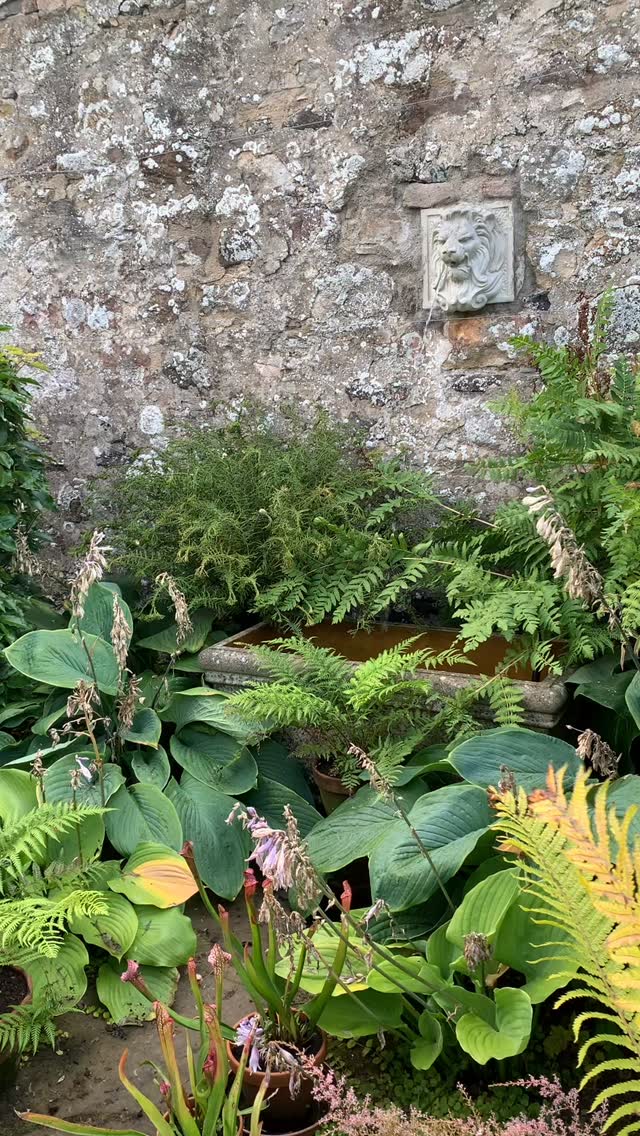 Shady characters. Despite this year’s dry weather, the ferns and hostas have done well, particularly in this corner. That’s partly because we’ve been giving the baby tree ferns a daily shower with a fine mister, and the others have enjoyed this too!
If you’re interested in finding out more about our garden in South-east Scotland, you might like to read our regular blog. You can find the link in our profile bio or visit www.thescottishcountrygarden.com. Check out our latest post ‘Wishing Summer farewell.’
#gardenblog #garden #thescottishcountrygarden #scottishcountrygarden #gardenbloguk #scottishgardenblog #headgardenersblog #countrygardenblog
#gardenblogger #autumngarden #scottishgarden #scottishgardener #gardenjournal #scottishgardenjournal #gardendiary #gardenersdiary #oldgarden #walledgarden #oldfashionedgarden #walledgardenblog #gardeninscotland #thegardeninseptember #septembergarden
#gardenwriter #ukgarden #gardensofScotland #gardensofgreatbritain