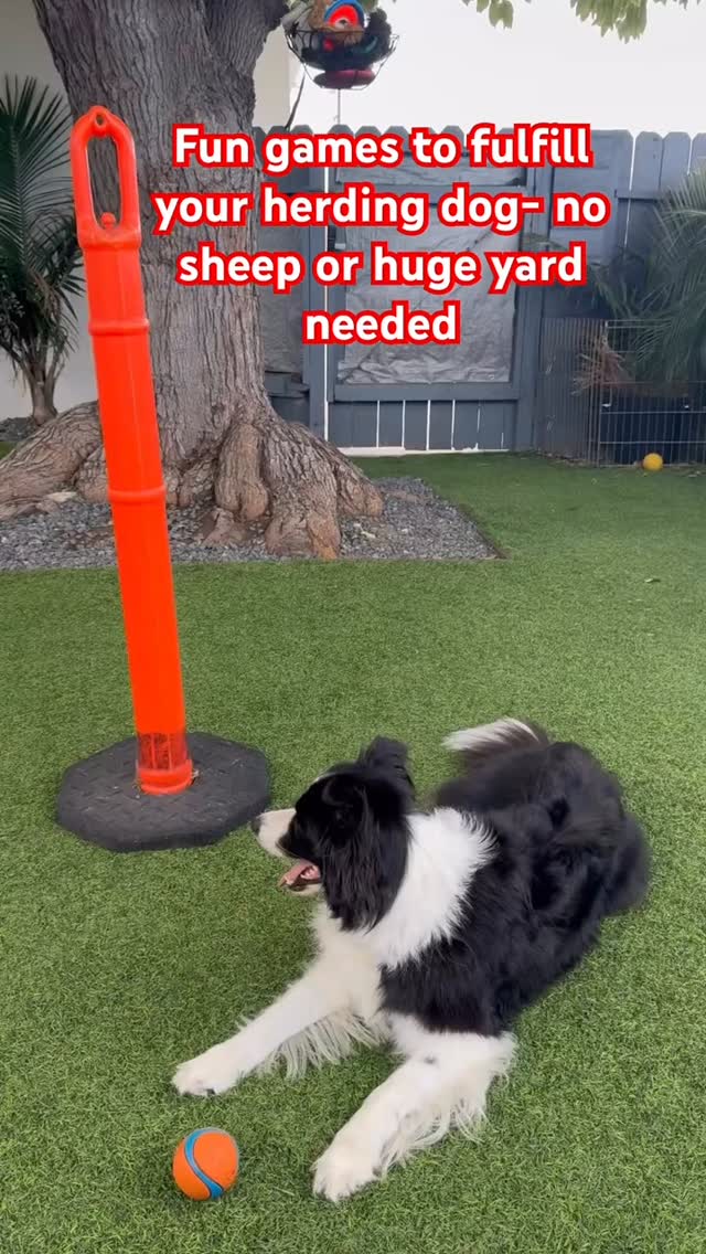 Ball games arenât just about endless chasing â theyâre a chance to practice focus, structure, and control. If your dog already chases trucks, garbage trucks, or other moving things, itâs especially important that play with a ball becomes a training opportunity, not just more rehearsal of the chase. #reactivitytraining #herdinginstinct #bordercollietraining #urbanherdingdogproblems