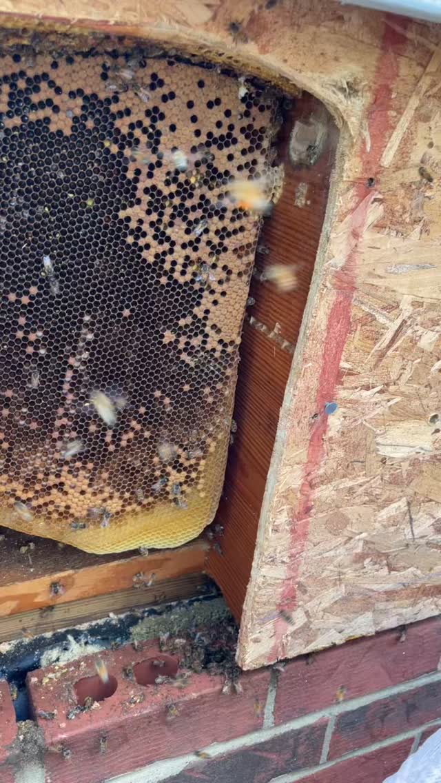 #savethebees🐝 #beeslife #localhoneynashville #livebeeremoval #tennessee #nashville #honey #bees #nashvillebeekeepers #beeswax #honeybeetn #hbtn