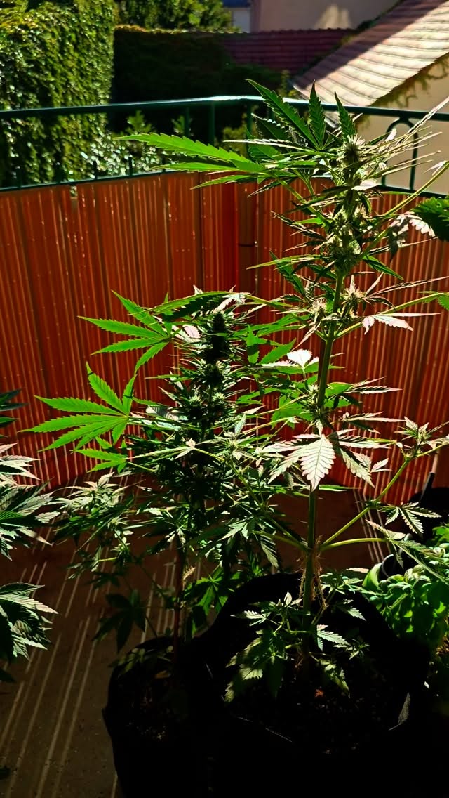 3 plants per adult friends.
#pflanzen #kushkiez #balcony #germany #kush #homegrown #berlin #420 #graffiti #kiez