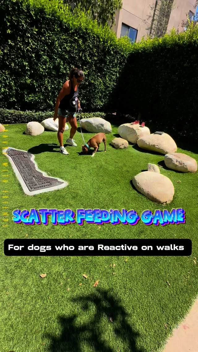 Scatter Feeding for Reactive Dogs:
Scatter feeding is a simple and effective game to help manage a dog’s reactivity to triggers like other dogs.
Before a potential trigger appears, scatter a handful of high-value treats on the ground. This encourages your dog to use their nose to find the treats, distracting them until the trigger is gone.
This technique is most effective if you can anticipate triggers before your dog sees them. Look out for situations like going around blind corners, through doorways, or in and out of elevators.
By redirecting your dog’s attention to the treats, you can help them feel less anxious and potentially reduce or even eliminate their reactive behaviors on walks.
#furryfriends #dogtraining #doggiedaycare #sniffaritime #sniffarifordogs #sniffaridogs #sniffariclub #sniffariclublosangeles #sniffariclubmembers #sniffariclubla #sniffariclubdaycarepups #sniffariclubdaycaredogs
#dogtrainingadvice #dogdaycarelife #excursionsfordogs #sniffariwalk #adventureswithdogs #scatterfeeding #scatterfeedingdogs #scatterfeedingfordogs #positivereinforcement #positivereinforcementdogtraining #positivemethodspositiveresults