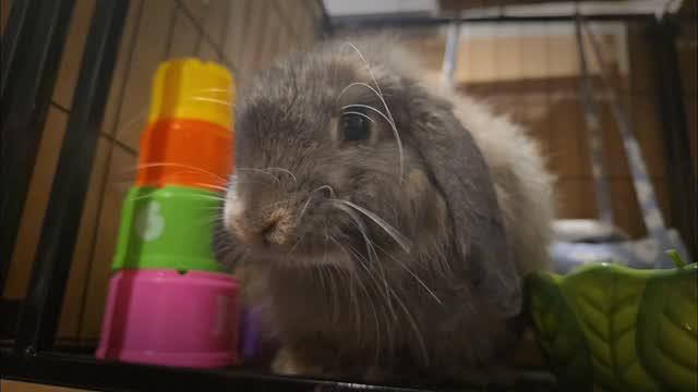 Get ready for a cuteness overload 😍!! Meet our VIP Lucy, living his best life (yes, Betty is a boy 😅)... 🐰 #thecoolbunnysitters #rabbitsitting #petsitting #bunnysitting #bunnylovers #bunny #petcare