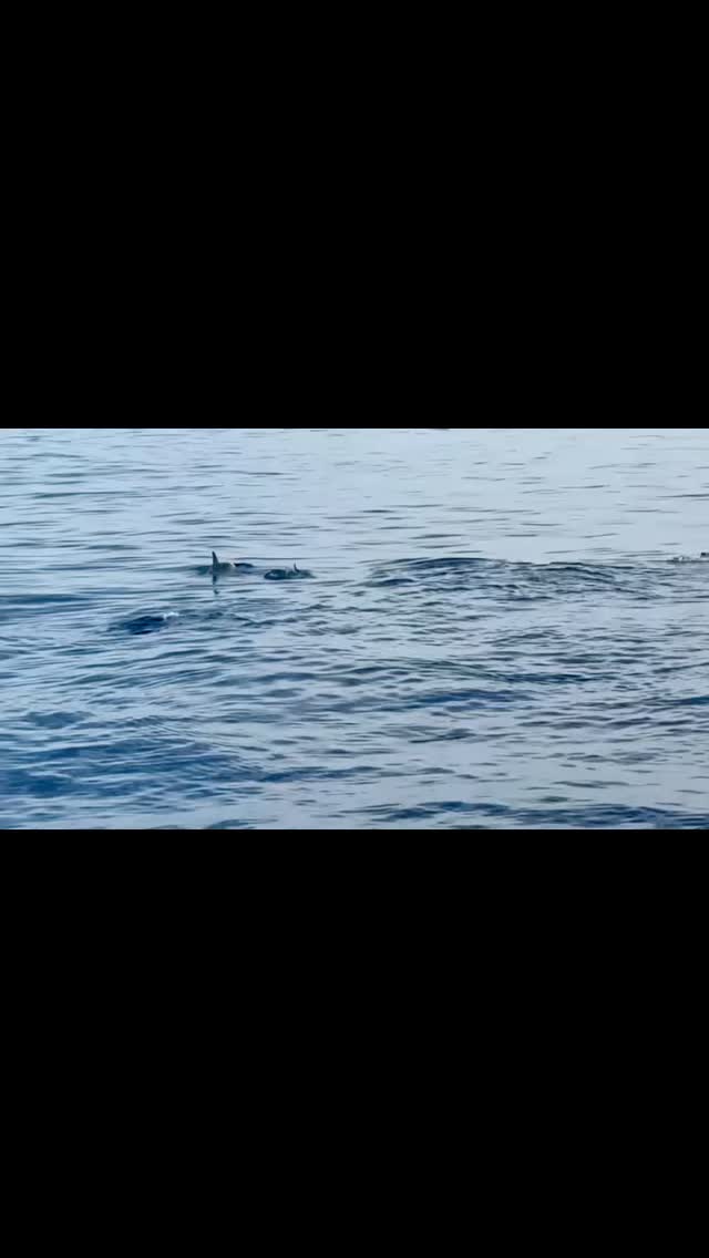 If I could be any animal besides a T-Rex, it would definitely be a Dolphin 🐬