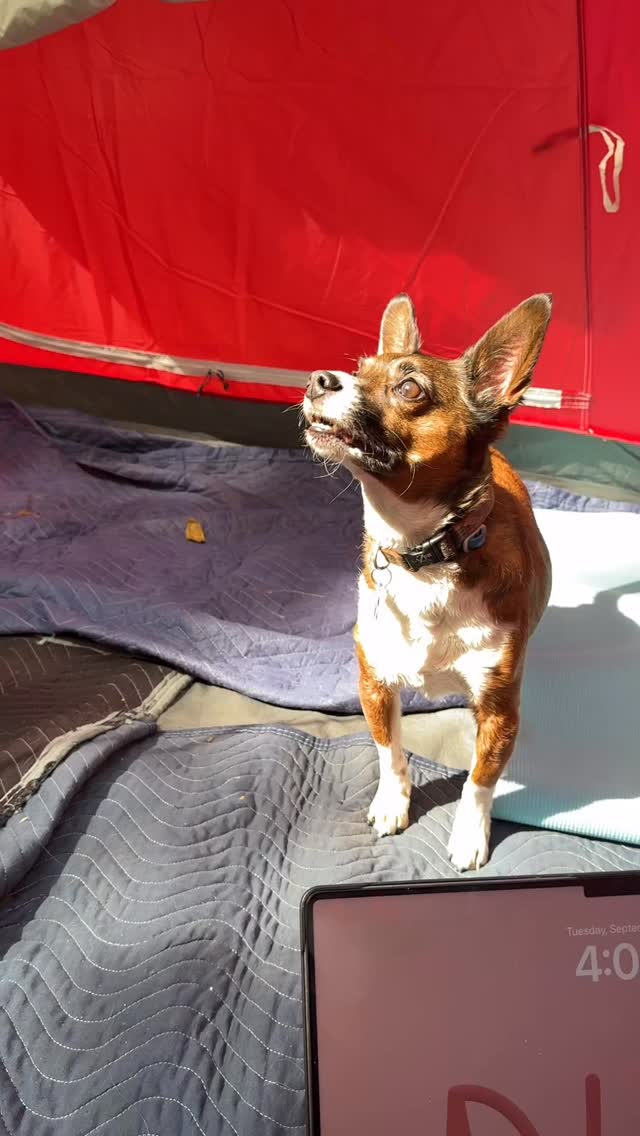 IDK how Noah heard from God at all in the Ark with all them animals because I can’t even figure out how to hear God in my backyard tent with this one lil’ pound dog 😭