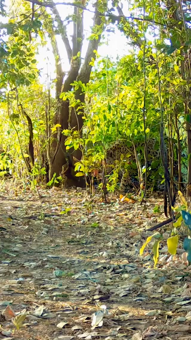 🐆 🇧🇷 FORASTEIRO 🇧🇷 🐆
Meet Forasteiro — whose name means “Outsider” in Portuguese 🐆. First documented in 2020, this powerful male jaguar has made his presence known along the Três Irmãos River in Brazil’s Pantanal.
Over the years, Forasteiro has been seen mating with several females, including Margo, Borboletinha, Estela, and Medrosa. In 2023, he was observed committing infanticide — killing Aimée’s cub — a stark reminder of the harsh realities of jaguar life in the wild.
Living up to his name, this elusive male continues to carve out his territory below the island on the Três Irmãos River, keeping researchers on their toes each season.
#Jaguar #Pantanal #Forasteiro #WildlifeConservation #WildCats #BigCats #JaguarsOfInstagram #Predators #PantanalJaguars #WildCatImagingProject