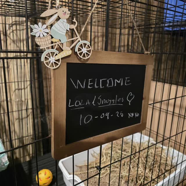 Our next lovely guests....stay tuned 😉🐇🐇
#thecoolbunnysitters #rabbitsitting #petsitting #bunnysitting #bunnylovers #bunny #rabbit #petcare #petcareservices