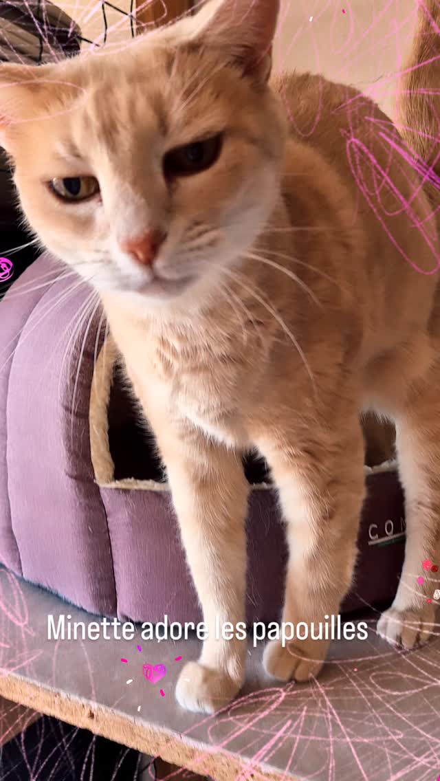 #caresses #calins #pensionféline #garderie #amoureuxdesanimaux