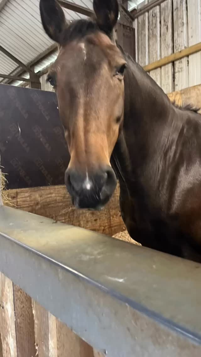 A few of the horses 🐴 I’ve chatted with today ❤️ thank you 🙏🏻 and your beautiful humans too 🥰 #listeningbeyondwords #animalcommunication #horseandhuman @freemandawn @adult_training_camps @machaelajones