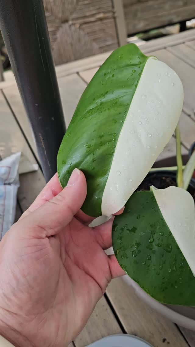 🌱✨ Half Moon Monstera Albo Dreams ✨🌱
So many plant folks talk about a “Half Moon” genetic variance in Monstera albo — but, honestly, that’s been pretty much debunked as a myth. It’s not a stable genetic trait you can count on; it’s more like a roll of the dice every time a new leaf unfurls. 🎲🍃
And yet… I’m still here crossing my fingers, whispering to my plant, and hoping that one day it’ll magically throw out that perfect creamy-white half moon leaf. Because let’s be real — part of the joy of variegated plants is the surprise. 🌿🤍💚
Even if it never happens, I know each new leaf will still be beautiful in its own unique way. 🌱💫
#houseplants #monsteraalbo #halfmoonmyth #plantparent #variegatedplants #urbanjungle #plantlover #greenery #rareplants #plantcollectors #leaflove #plantsofinstagram #instaplants #houseplantcommunity #plantobsession #plantstagram #tropicalvibes #plantsmakepeoplehappy #tubloom