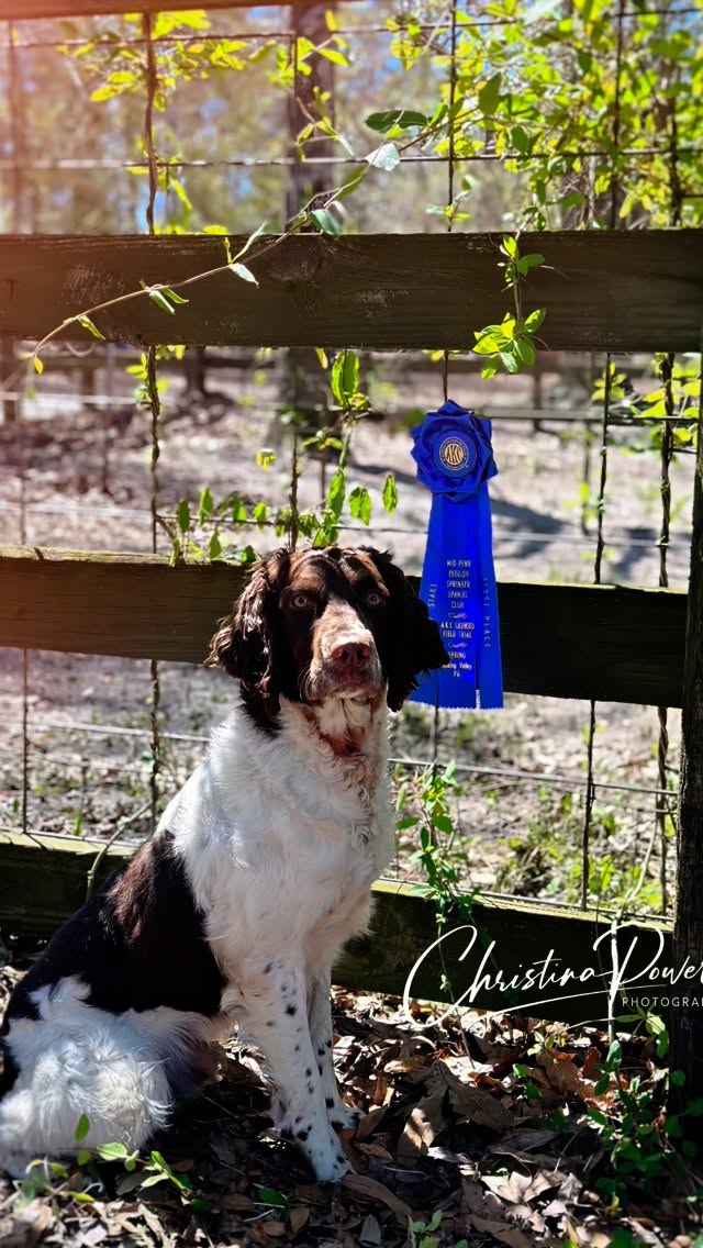 Congratulations to Jeff & Frasier on their Amateur Win 🥇 at the Western NY field trial. It’s been a pleasure to watch you and Frasier grow together as a team💙 Whether your training, hunting or doing trials with him the relationship you have is such a joy to watch. Ok don’t let your head swell 😉
Sorry Lindsay 😂😂you have to live with him!!!
There are still many miles to travel and more hours of training to go, so it’s not over yet!!
Enjoy the ride because it goes by so fast 😉
AFC Craney Hill Down Goes Frasier’s Humongous Arse - Frasier
His 3rd Amateur Win🥇
Owner/Handler -Jeff K
Western NY Field Trial
Frasier is a DJ son 💕💕 and Dudley’s grandson. 💕💕💕
