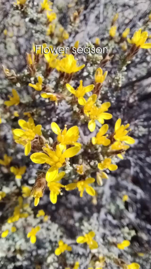 The Karoo isn’t just dust and silence, it blooms.
When the season turns, the plains surprise you with bursts of colour that feel almost otherworldly against the rugged backdrop.
Tiny flowers open up in the stillness, turning the landscape into something softer, brighter, and full of life.
It’s a reminder that the Karoo holds more than quiet skies and wide-open spaces.
It holds seasons of beauty too, if you slow down long enough to notice them.
Have you ever seen the Karoo in bloom?
Tap on the link in our bio to see our stay options and come see for yourself.
#luxuryecotravel #darkskyreserve #travelsouthafrica #karoo #karoolife #karooaccommodation #hikingadventures #hikingsouthafrica #cheetahconservation #cheetah #sustainabletravel #stargazing #astrophotography #sutherland #astronomylover #wideopenspaces #natureescape #nightphotography #nightsky #astronomy #thisissouthafrica