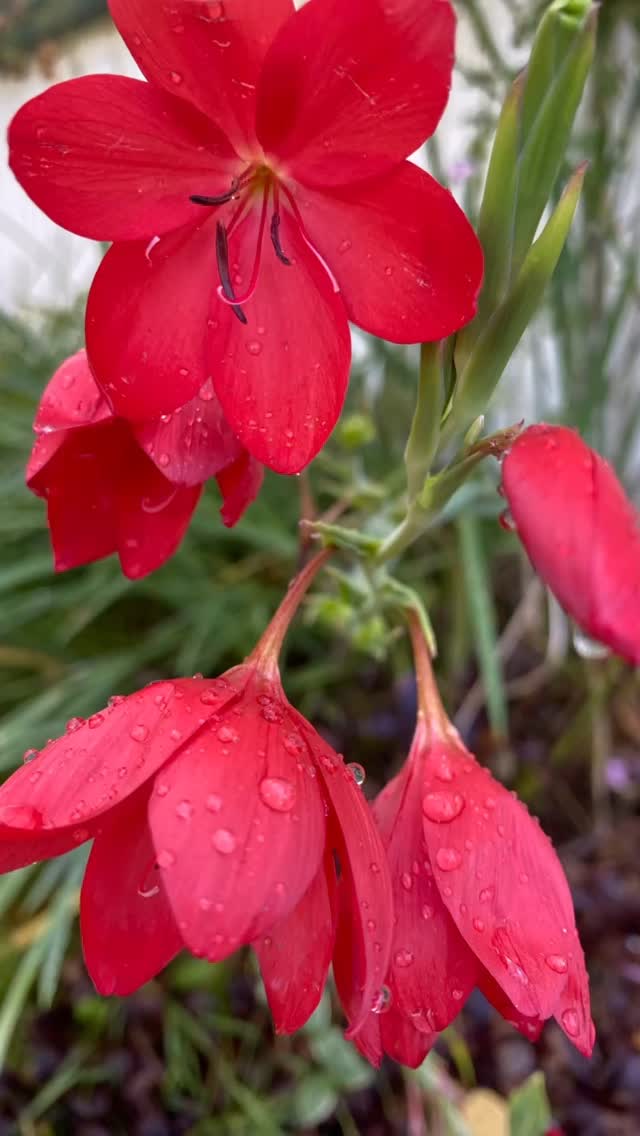 The beauty of Hesperantha coccinea even after the heavy rain battering it down! A wonderful early autumn plant to add a splash of red to the garden #merlinlawncare #gardencare #horticulture #lawncare #winchesterbusiness