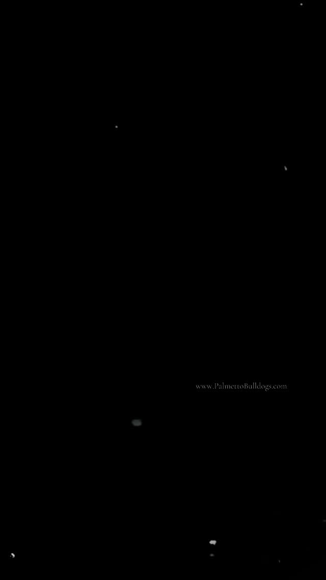 Veterinary care is key to success when it comes to raising healthy fur-babies.
Especially English Bulldogs! It does cost more money and sacrifice of time for the Breeders to do it this way, but it is a critical step that could cause dire and heartbreaking consequences if skipped. Without the guidance veterinarians and veterinary staff we would not be where we are today. An Extra Thank You For Always Being There and always being patient and kind with this human and my chunky monkeys! #palmettobulldogs #puppy #bulldog #love #instagood