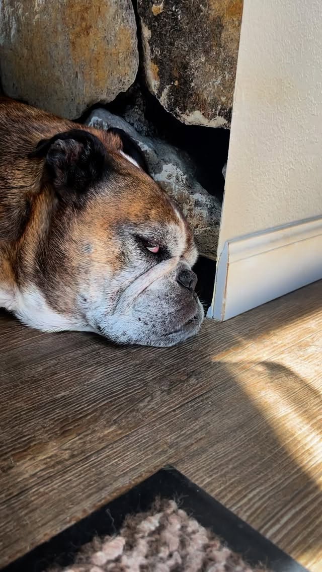 This lady knows how to relax! I could learn a thing or two from her!
#petsitter #asheville #dogsitter #bulldog #naps #chonky