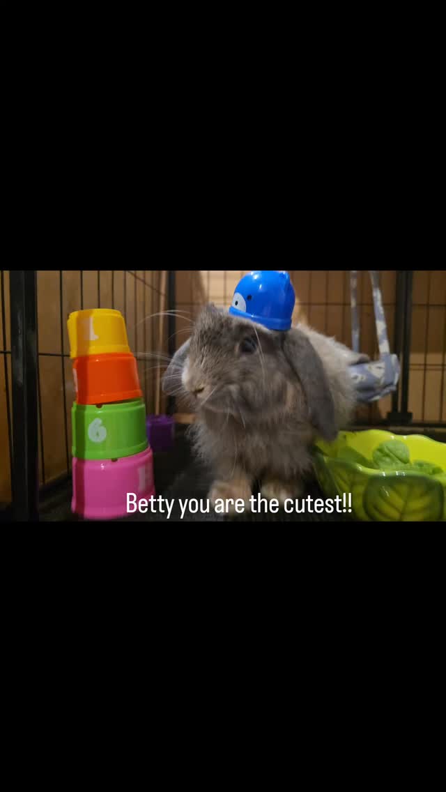 Betty is sooo beautiful and playfull, so young and full of energy, we make sure Betty gets all fun activities, adorable ❤️
#thecoolbunnysitters #rabbitsitting #petsitting #bunnysitting #bunnylovers #bunny #petcareservices #petcare