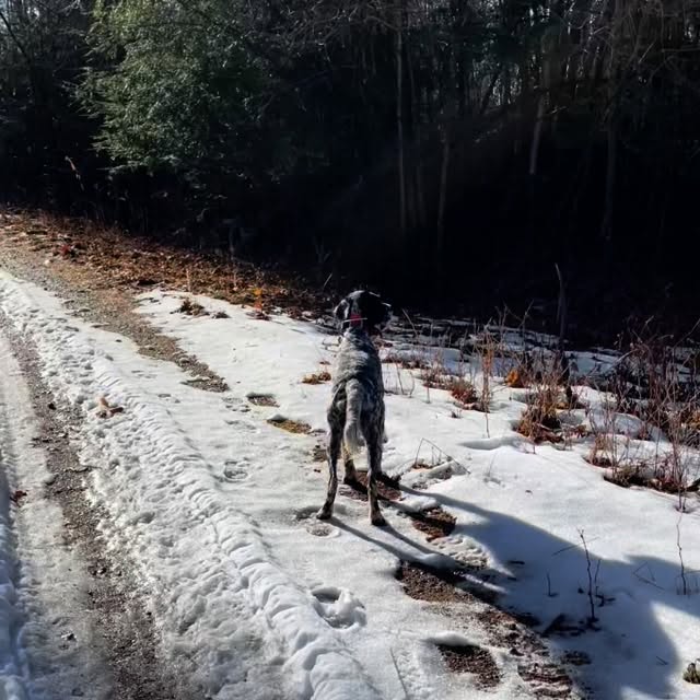 We just found this video from last December. We were hunting back towards the truck on a logging road. Autumn pointed this bird on the road edge with Breeze backing. When flushed, the grouse flew right down the road in the open. This type of opportunity in the open rarely happens in grouse hunting. And yes, that was two misses.🙃