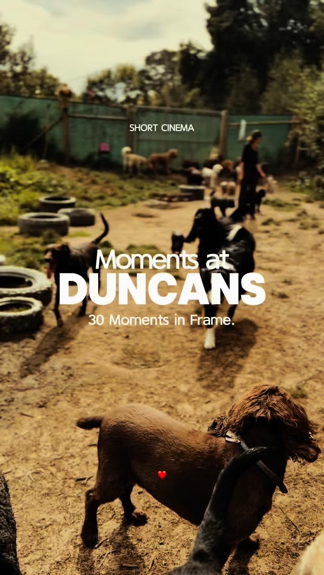 Just a few candid moments from the start of the month 🐾❤️
#duncans #duncansdoggydaycare #doggydaycare #doglovers #dog #doglife #doggydaycareuk #doglover #dogdaycare #dogoftheday #doggo #doggo #surreydogs #londondogs #dogsoflondon #dogsofsurrey #woof #dogwalkinglondon #dogwalkingbusinessuk #dogwalkingsurrey #puppylove #puppy #puppycare