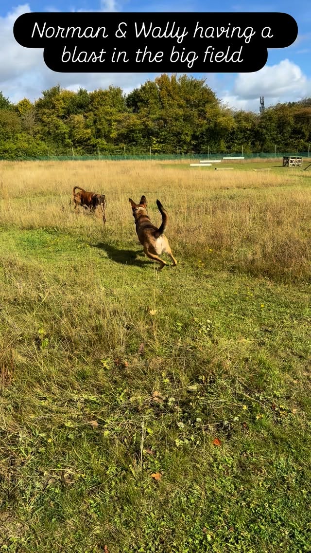 The big boys Norman and Wally enjoying some rough play and a lovely run in the big field. #boxer #shepard #roughplay #doggydaycareuk