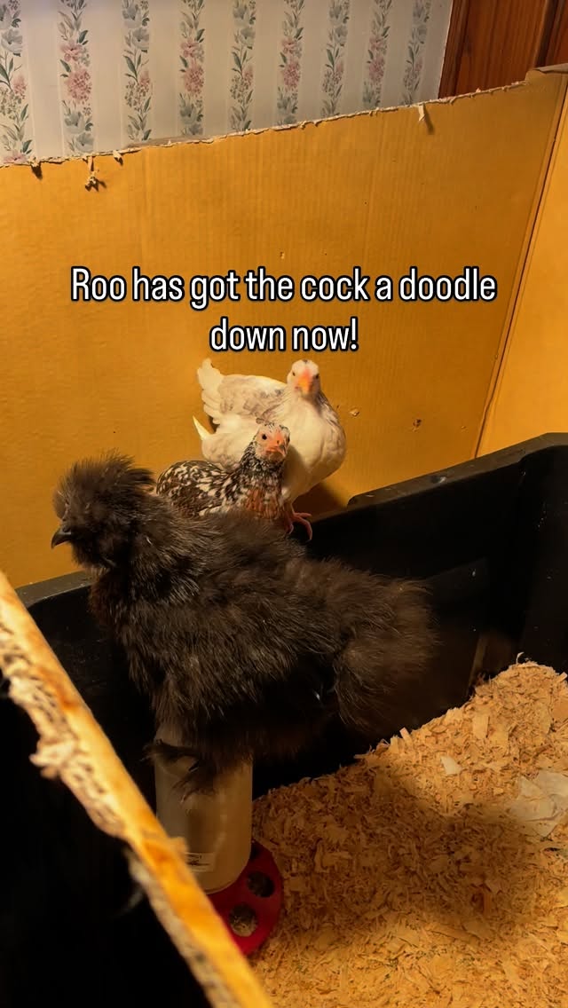 Roo is all grown up with his true Cock a doodle now! #thistlehousefarm #carefarm #chickens #farmlife