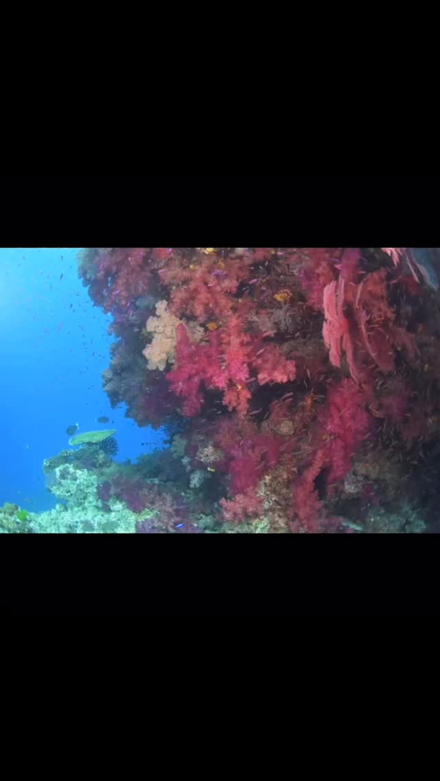Namena Reserve in its full beautiful glory yesterday
#fiji #fijidiving #fijiholidays #underwatervideo #fijiilands #savusavu