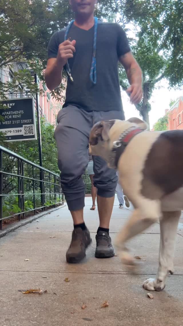 Reps w/ Brutus For training with your dog- DM 😜
#dogs #dogtraining #bullybreeds