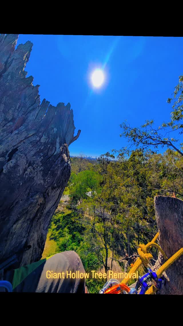 This is one of the biggest bloodwood gum trees I've ever felled! 🍃🍃
This tree required Gold Coast City Council approval prior to removal and a fauna spotter catcher to be on site. ✅✅
Some brushtail possums were occupying the hollows which were rehomed into 2 nesting boxes we installed in other trees on the day. 🐿️🐿️
I do prefer to prune and retain trees however tree removal is sometimes required for many reasons.
#treeremovalgoldcoast