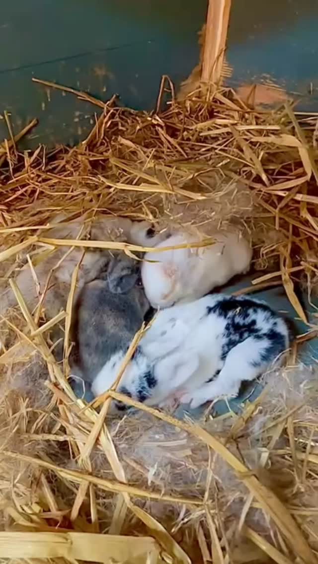 Shhhhh it’s oh so quiet 🐰💕 #babybunny #babyrabbit #babyrabbits #cheshirefarm #cuteanimals #alpacafarm #alpacawalking #pettingfarm #cheshirealpacafarm #woodlandsalpacafarm