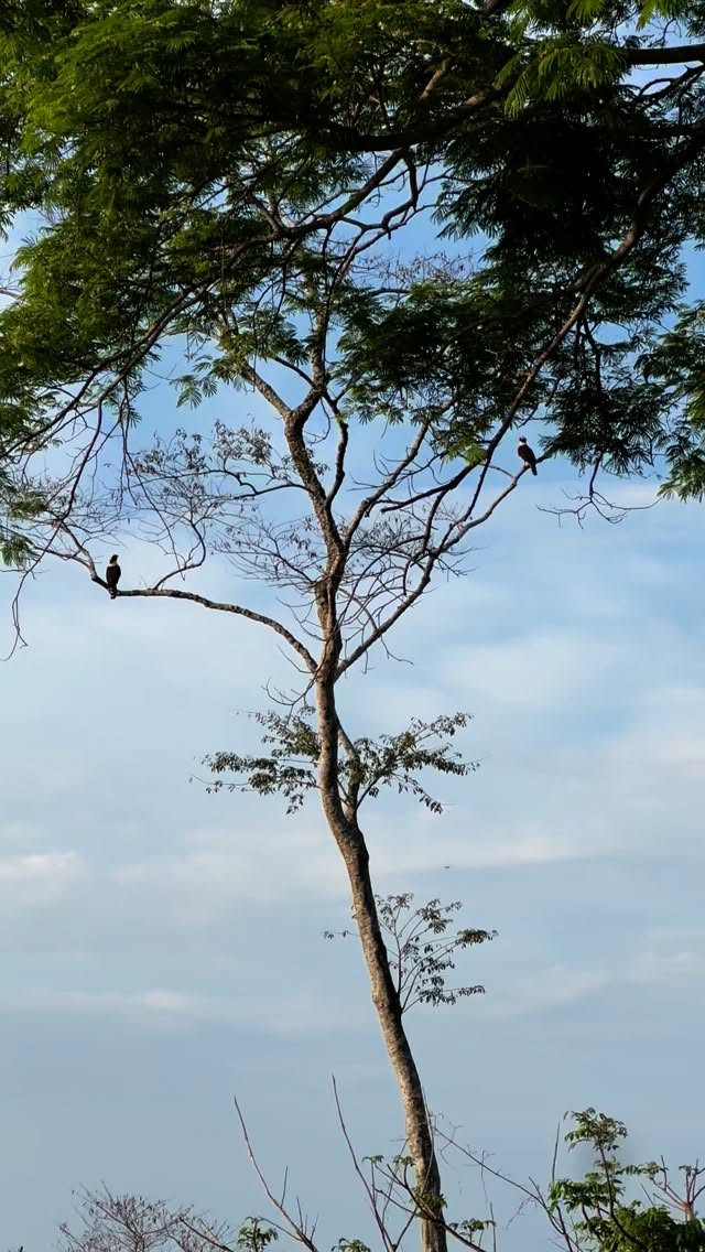 #laughingfalcon ✨✨✨#santateresacostarica #costarica