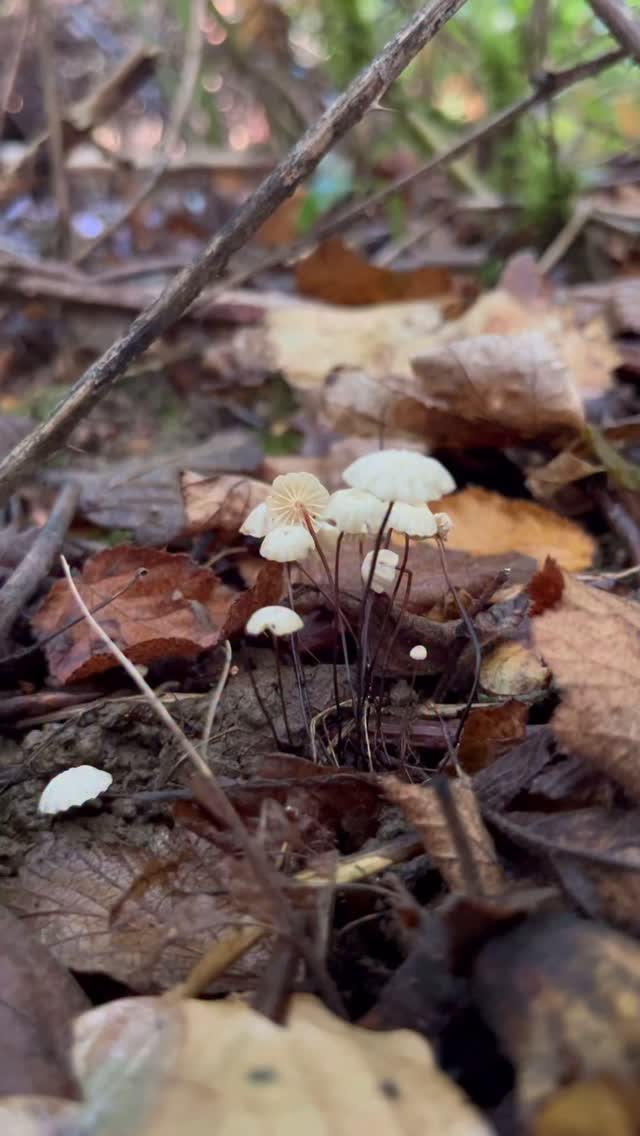 Access to speech and language therapy is a social justice issue… because no child should miss out on the right to communicate.
Families on low incomes are more likely to face long NHS waiting lists with no affordable alternatives.
Cuts to local services mean children in disadvantaged areas are left without consistent support.
Travel costs and lack of reliable public transport make attending appointments difficult.
Parents working multiple jobs can’t always take time off to attend daytime sessions.
Private therapy is an option only for those who can afford it, deepening inequalities.
Children miss out on early intervention at the most critical stage of development.
Access should depend on need, not postcode or income.
Instagram can be a great place for families to find free tips and ideas about supporting communication.
But too often, parents or carers feel pressure to spend money to “do therapy right.”
This isn’t true.
Children don’t need costly resources to build their communication skills.
What matters most is connection, play, and everyday interaction.
Access to support should never feel like a financial burden.
If you’re getting tired of the widening inequality and the increasing feeling that we’re living in a two tier system in the U.K, you’re not alone 🙏🏻
Let’s keep fighting for all children in the U.K. with speech, language and communication needs. Especially those living in poverty. Because no child’s voice should be silenced by inequality.
Lucy Pollard Therapies